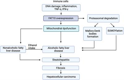 The case for FAT10 as a novel target in fatty liver diseases